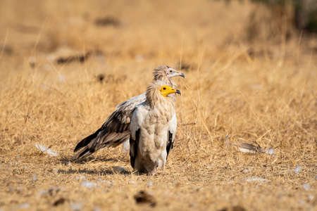 Egyptian vulture or Neophron percnopterus at jorbeer conservation reserve bikaner rajasthan india