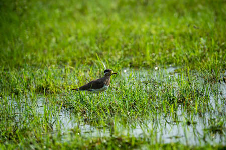 Yellow wattled lapwing or Vanellus malabaricus portrait in natural green grass and wetland of...