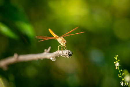 Brachythemis contaminata or ditch jewel a dragonfly species perched in natural green background at...