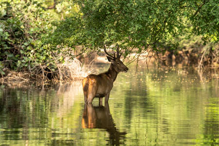 Male Sambar deer or Rusa unicolor with long horn or stag in natural green background with reflection in water at ranthambore national park or tiger reserve rajasthan indiaの写真素材