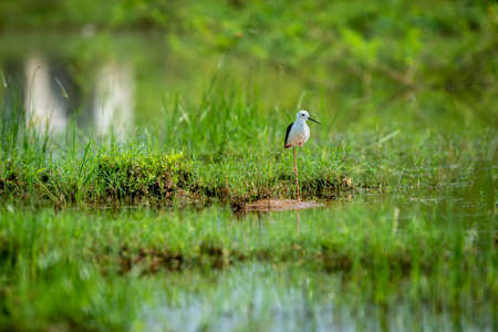 Black winged stilt or Himantopus himantopus portrait on one leg in water in natural green background...