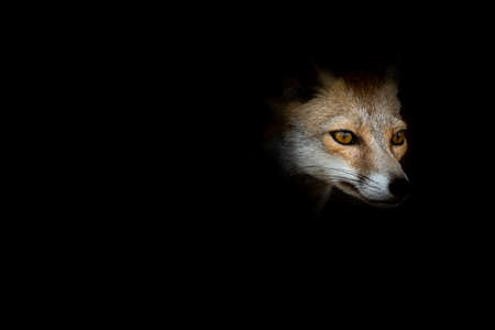 White footed fox or desert fox face in isolated black background at desert national park jaisalmer rajasthan india - Vulpes vulpes pusillaの写真素材