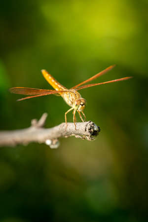 Brachythemis contaminata or ditch jewel a dragonfly species perched in natural green background at keoladeo national park or bharatpur bird sanctuary rajasthan indiaの写真素材