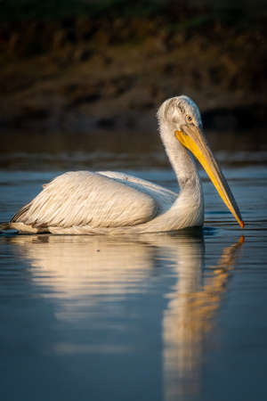 dalmatian pelican or pelecanus crispus closeup with reflection in water during winter migration at wetland of keoladeo ghana national park or bharatpur bird sanctuary rajasthanの写真素材
