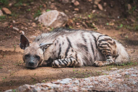Striped hyena have excellent senses of vision, hearing and smell spotted this at evening safari near pond at ranthambore national park or tiger reserve rajasthan india - hyaena hyaenaの写真素材