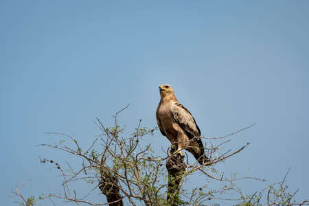 Tawny eagle or Aquila rapax perched on tree at tal chhapar sanctuary rajasthan Indiaの写真素材