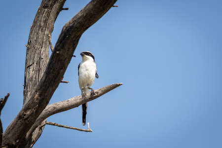 Southern or Iberian grey shrike portrait perched on dead tree with natural sky background at forest of central indiaの写真素材