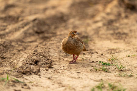 grey francolin or grey partridge or Francolinus pondicerianus portrait on a jungle track at Ranthambore national park or forest reserve rajasthan indiaの写真素材