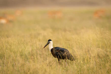 woolly necked stork or whitenecked stork in natural grassland of central india forest - Ciconia episcopusの写真素材