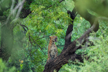 An angry wild leopard or panther on tree trunk in natural monsoon green background at jhalana forest...
