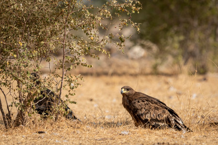 Steppe eagle or Aquila nipalensis portrait or closeup on ground in an open field during winter migration at jorbeer conservation reserve or dumping yard bikaner rajasthan Indiaの写真素材