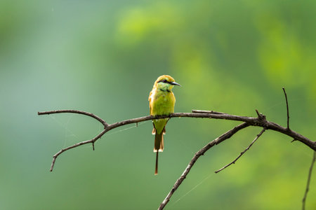 Green bee eater or Merops orientalis in natural green background perched on a branch at keoladeo...