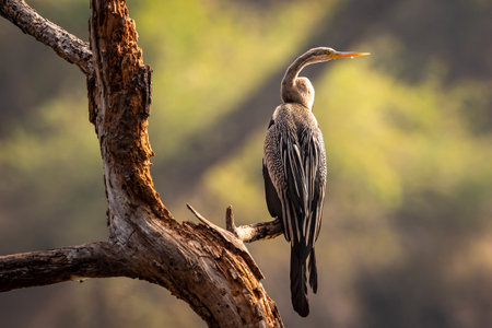Oriental darter or Indian darter portrait basking in sun at keoladeo ghana national park or...
