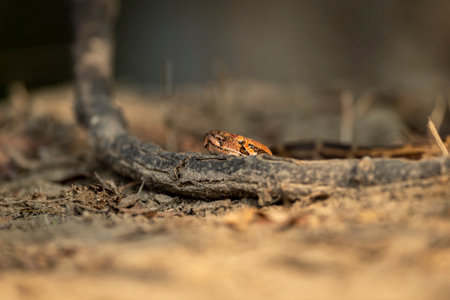 Python molurus or Indian rock python or black tailed python at keoladeo ghana national park or...
