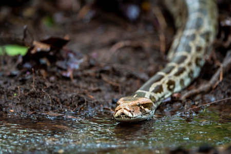 Python molurus or Indian rock python or black tailed python closeup floating in water stream at...