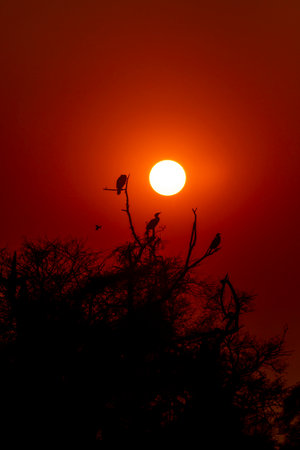 birds silhouette during sunset and red color in sky beauty of nature like painting at keoladeo national park or bharatpur bird sanctuary rajasthan indiaの写真素材
