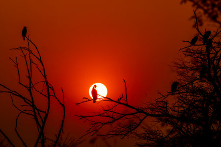 birds silhouette during sunset and red color in sky beauty of nature like painting at keoladeo national park or bharatpur bird sanctuary rajasthan indiaの写真素材