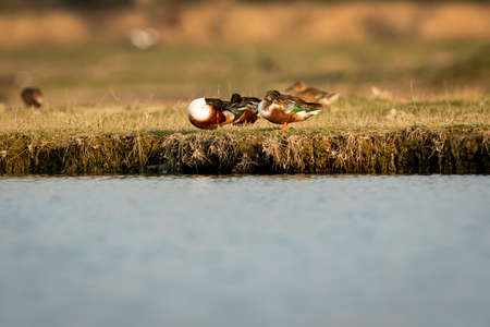 Northern shoveler or shoveller or Anas clypeata or Spatula clypeata in golden hour light at keoladeo...