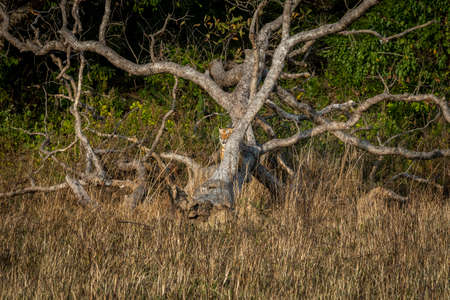 Wild royal bengal tiger resting on dead tree trunk at dhikala zone of jim corbett national park or...