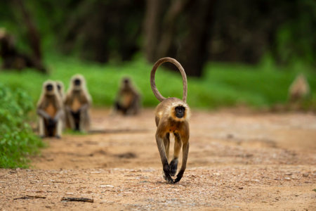 A monkey running head on forest trackの写真素材