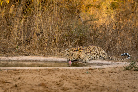 Indian wild male leopard  drinking water from waterholeの写真素材