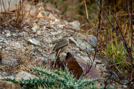 Upland pipit or Anthus sylvanus closeup perched on rock with eye contact at foothills of himalaya...