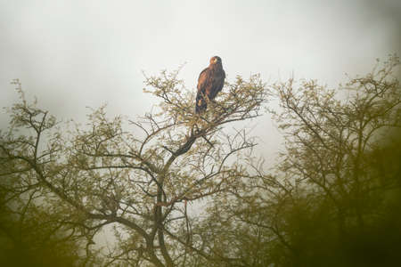 greater spotted eagle perched on tree during winter migration in early morning light at keoladeo national park or bharatpur bird sanctuary rajasthan India - Clanga clangaの写真素材