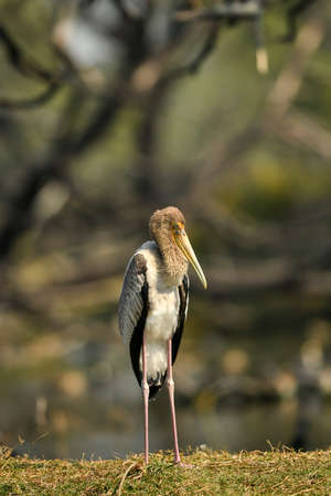 painted storks or Mycteria leucocephala juvenile bird portrait in natural green background at keoladeo national park or bharatpur bird sanctuary rajasthan indiaの写真素材