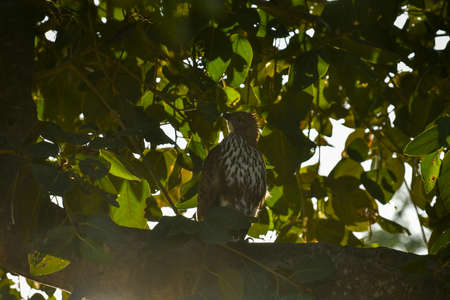 changeable or crested hawk eagle perched on branch in backlight at jim corbett national park or tiger reserve uttarakhand india - nisaetus cirrhatusの写真素材