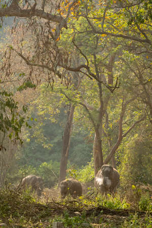 wild asian elephant eating ash after controlled forest fire in natural green background at dhikala zone of jim corbett national park or tiger reserve uttarakhand india - Elephas maximus indicusの写真素材