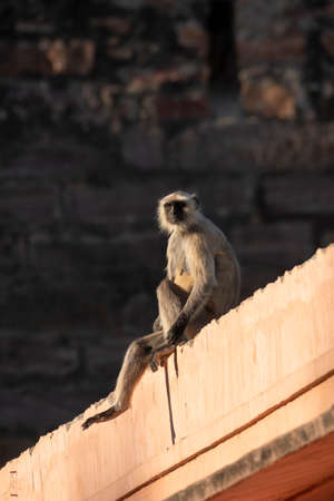 Gray or Hanuman langurs or indian langur or monkey during jungle safari at ranthambore national park...