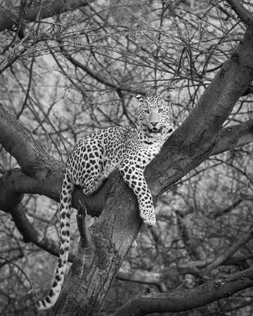 wild male leopard or panther on tree trunk with eye contact in black and white background at jhalana forest or leopard reserve jaipur rajasthan india - panthera pardus fuscaの写真素材