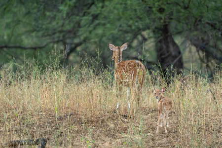 alert fawn with mother Spotted deer or Chital or Cheetal or axis axis at ranthambore national park Indiaの写真素材