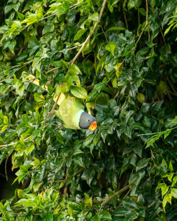 Plum headed parakeet or Psittacula cyanocephala portrait of a colorful parrot in natural green...