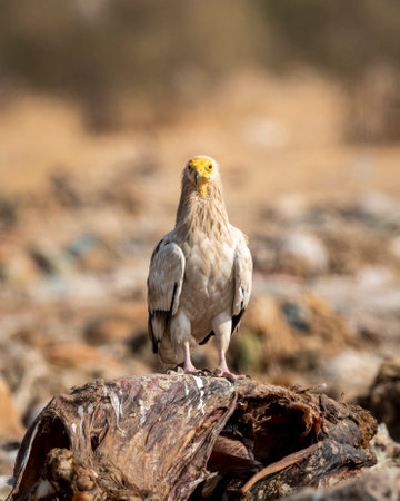 Egyptian vulture or Neophron percnopterus perched on carcass of a animal in clean background at...