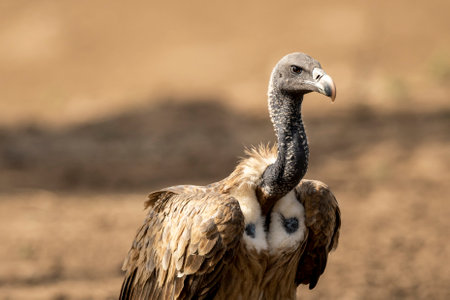 Indian vulture or long billed vulture or Gyps indicus close up or portrait at Ranthambore National Park or Tiger Reserve Rajasthan indiaの写真素材