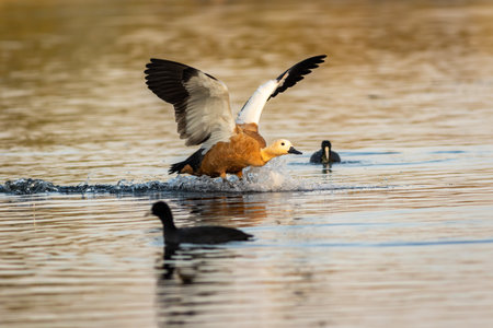 ruddy shelduck or brahminy duck closeup with full wingspan landing or touching water surface at wetland of keoladeo national park or bharatpur bird sanctuary rajasthan india - tadorna ferrugineaの写真素材