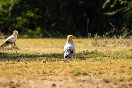 Egyptian vulture or Neophron percnopterus at tal chhapar sanctuary rajasthan indiaの写真素材