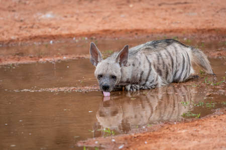 Striped hyena with reflection close up or portrait drinking water or quenching thirst - hyaena hyaenaの写真素材