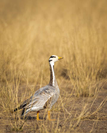 bar headed goose closeup in open grassland and field during winter migration at forest of cental india - anser indicusの写真素材