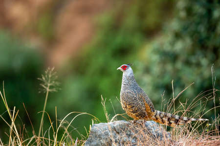 cheer pheasant or Catreus wallichii or Wallich's pheasant bird portrait during winter migration perched on big rock in natural green background in foothills of himalayas at forest of uttarakhand indiaの写真素材
