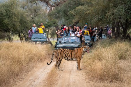 ranthambore national park, rajasthan, India - October 27, 2020 - wild royal bengal tiger with Flehmen response roadblock and wildlife lovers, enthusiast, tourist or traveler on safari vehicleのeditorial素材