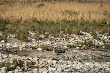 wild bengal tiger head on walking on white rocks in jungle safari at jim corbett national park or...