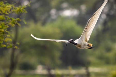 Black headed or necked ibis bird portrait in flight full wingspan in natural green background at keoladeo ghana national park or bharatpur bird sanctuary rajasthan india - Threskiornis melanocephalusの写真素材