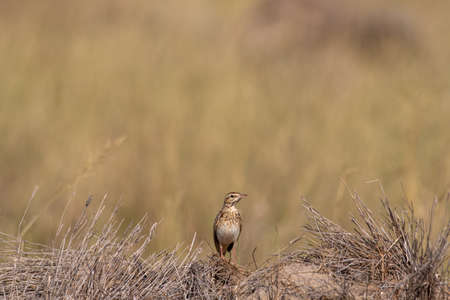 tawny pipit bird portrait during winter migration at tal chhapar india - Anthus campestris