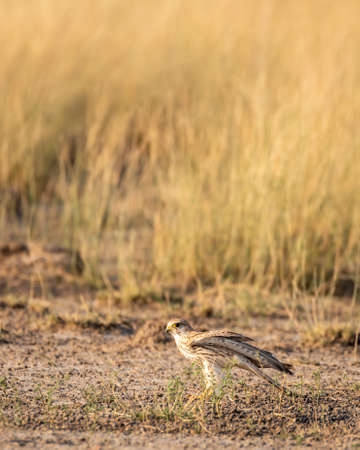 Common kestrel or european kestrel or Falco tinnunculus portrait perched on ground at tal chhapar...