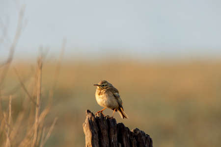 Paddyfield pipit or Oriental pipit bird on beautiful perched at dhikala zone of jim corbett national park or forest reserve uttarakhand india - Anthus rufulusの写真素材