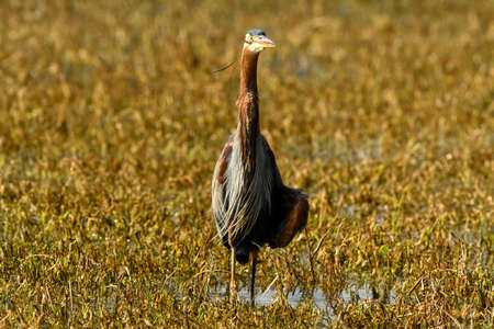 Purple heron or Ardea purpurea head on with wingspan in wetland of keoladeo ghana national park or...