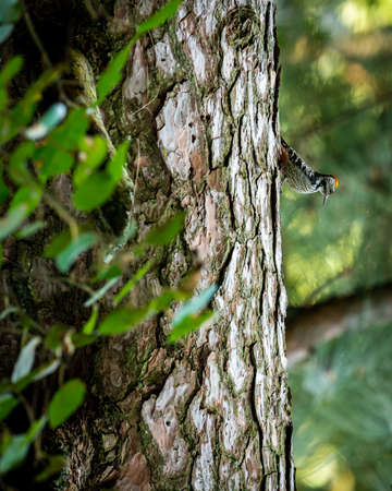 Brown-fronted or brown fronted woodpecker or Leiopicus auriceps bird on pine tree trunk during winter migration season at foothills of himalaya uttarakhand indiaの写真素材
