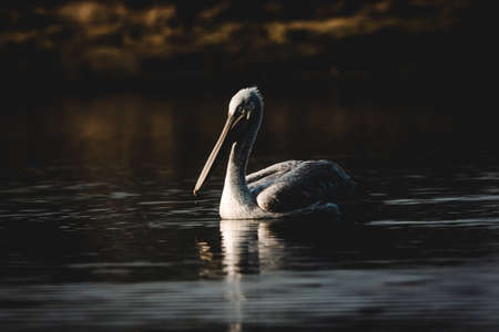 dalmatian pelican or pelecanus crispus fine art isolated black background bird portrait with reflection in water in winter migration at keoladeo national park bharatpur bird sanctuary rajasthan indiaの写真素材